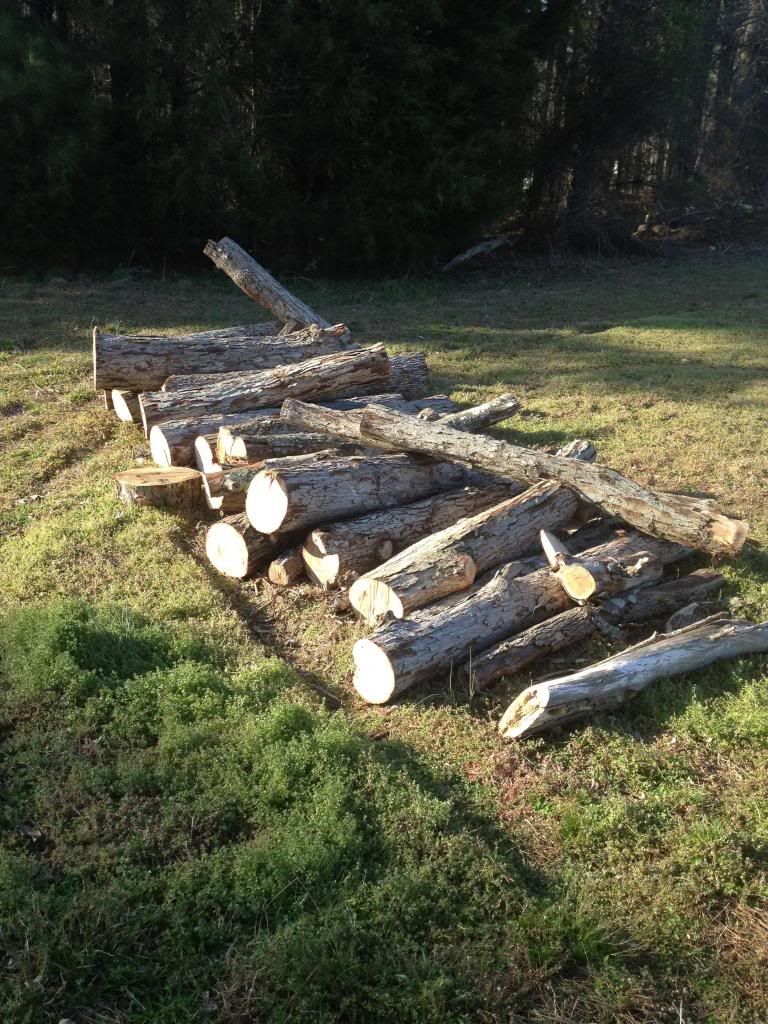 Made friends with a Tree Service man... would you pay $30 for this load of white oak?