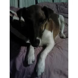 [Hearth.com] Emergency Vet Liked Murph So Much, They're Keeping Him Overnight