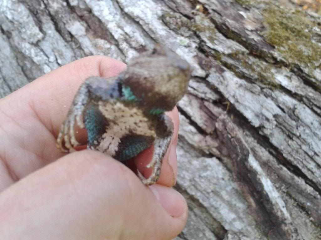 [Hearth.com] Spring mojo fence lizard