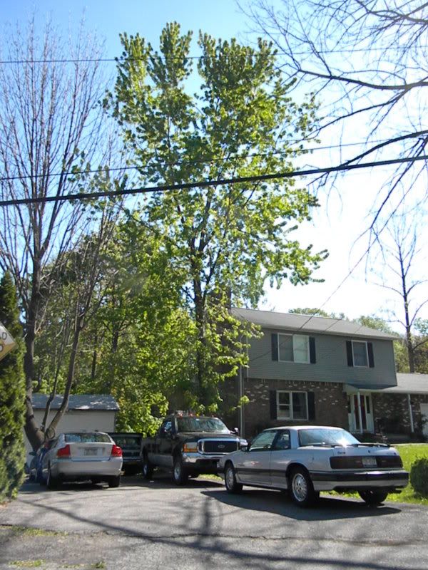 [Hearth.com] Got cut down an up tree!