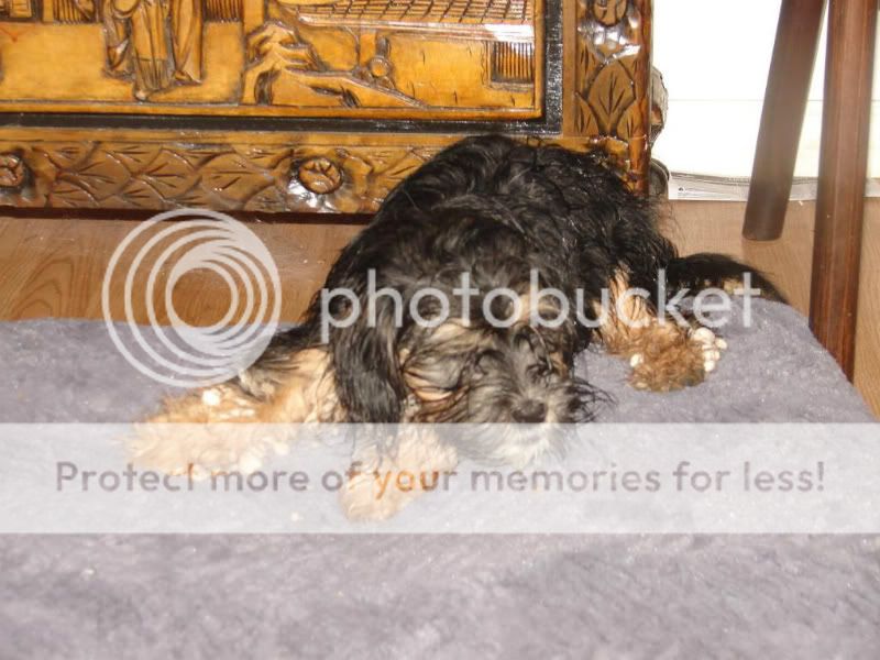 [Hearth.com] Buddy