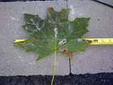 [Hearth.com] Big Leaf Maple