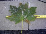 Big Leaf Maple