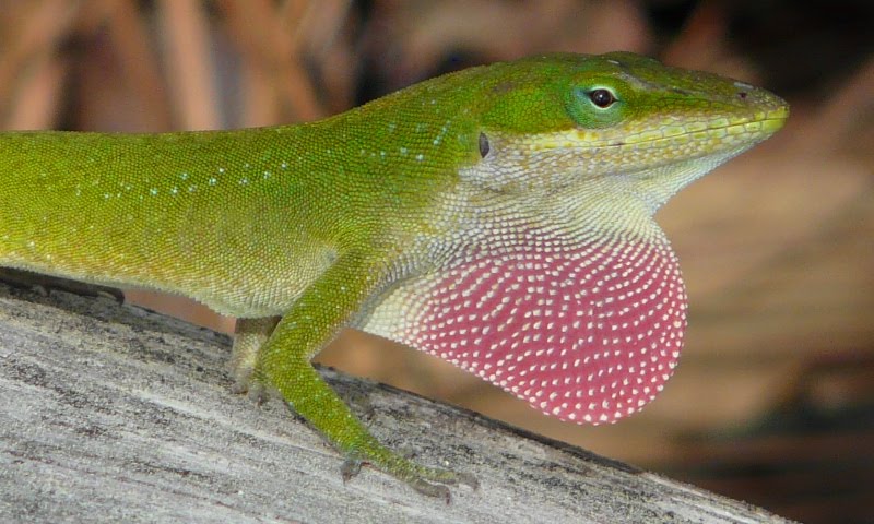 [Hearth.com] Spring mojo fence lizard