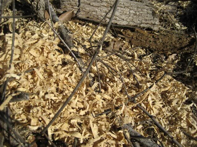 [Hearth.com] Intheswamp's wood "getting"....it's getting too hot to get wood!!!