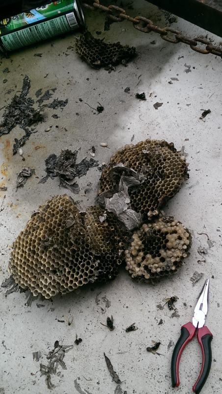 [Hearth.com] Another hazard while dropping trees