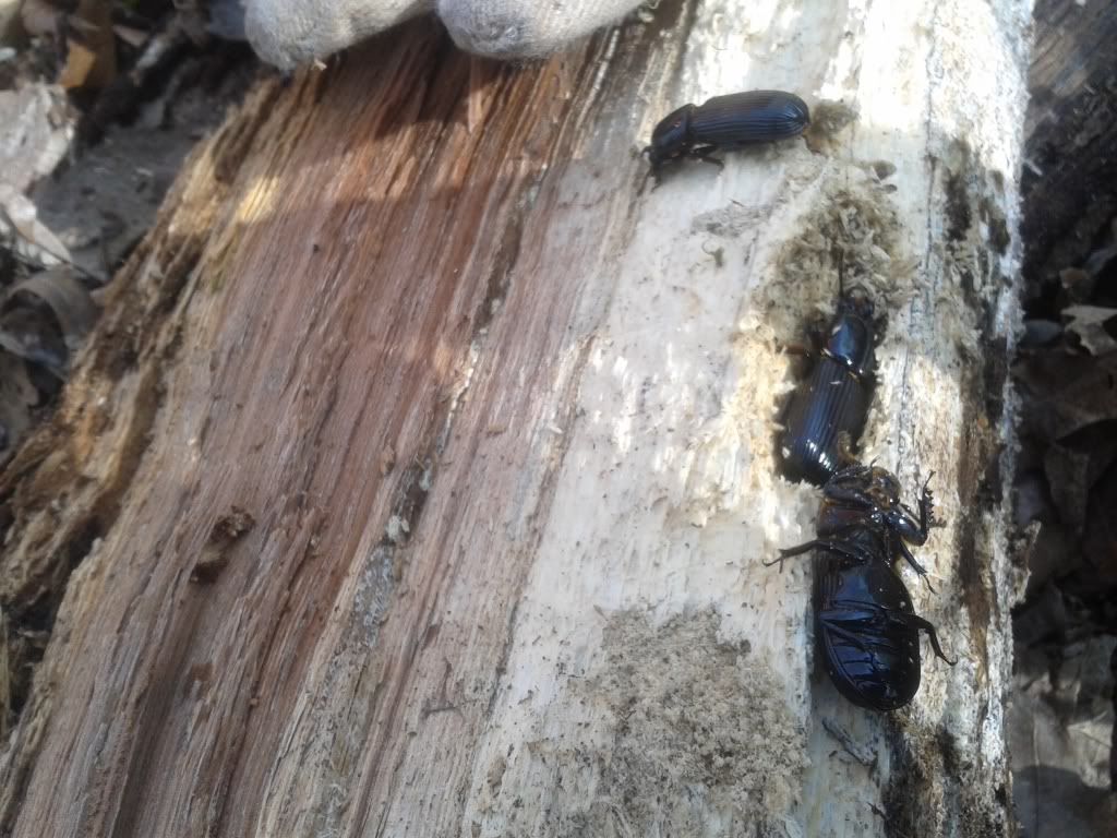 [Hearth.com] Meet the Beetles