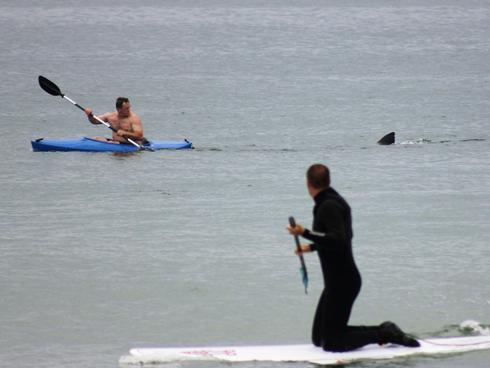 [Hearth.com] Kayaker chased by Great White - off cape cod