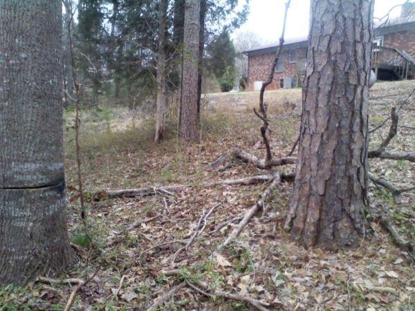 [Hearth.com] suggestions on felling tree