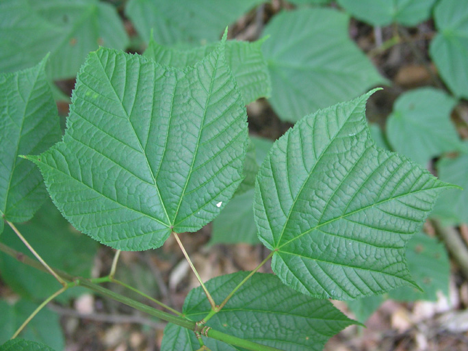 [Hearth.com] ID By Leaf?