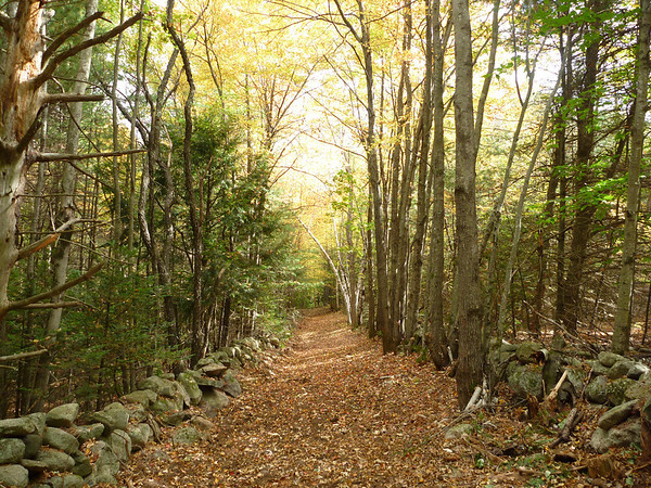 Fall Foliage Pictures