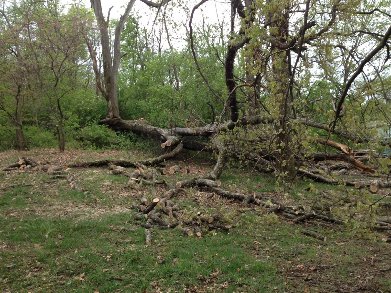[Hearth.com] BIG white oak came down this week