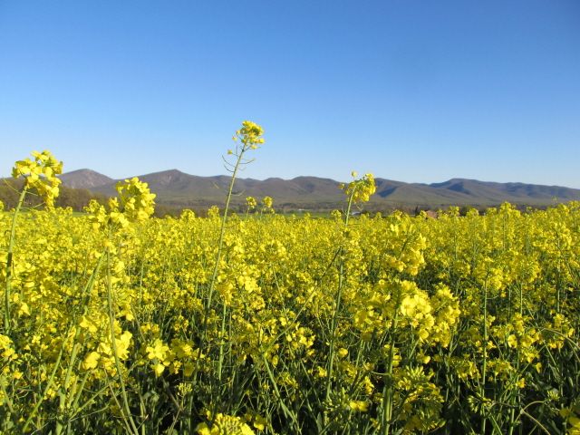 Yellow flowers