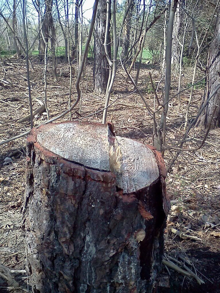 [Hearth.com] Cut some shoulder season wood today!