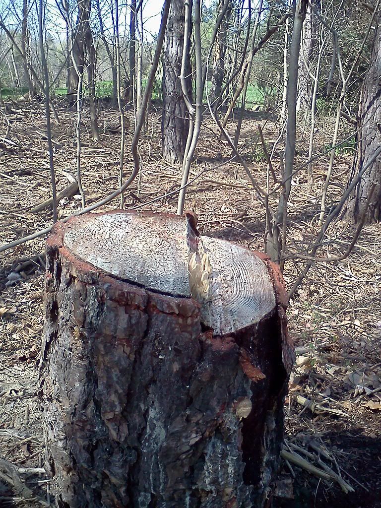 Cut some shoulder season wood today!