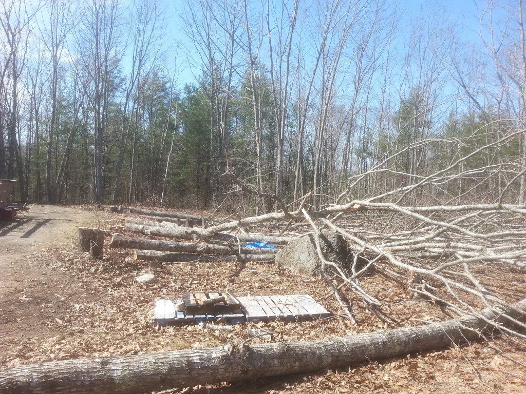 [Hearth.com] Need this tree gone