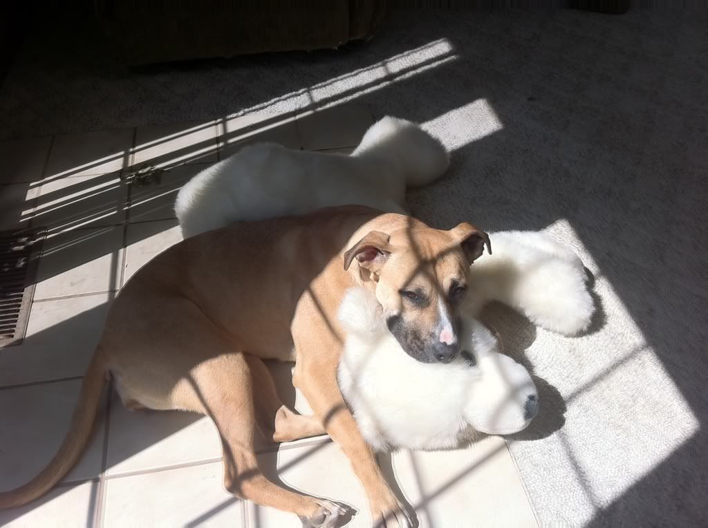 Your pup enjoying the stove or insert.