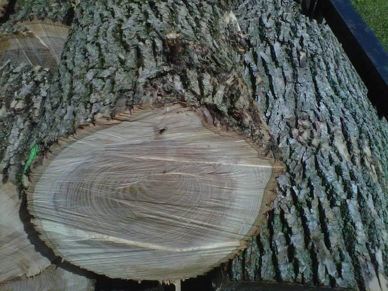 Ash or Bitternut Hickory?