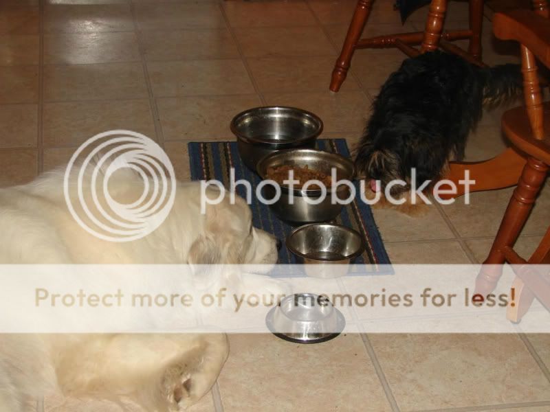 [Hearth.com] Buddy