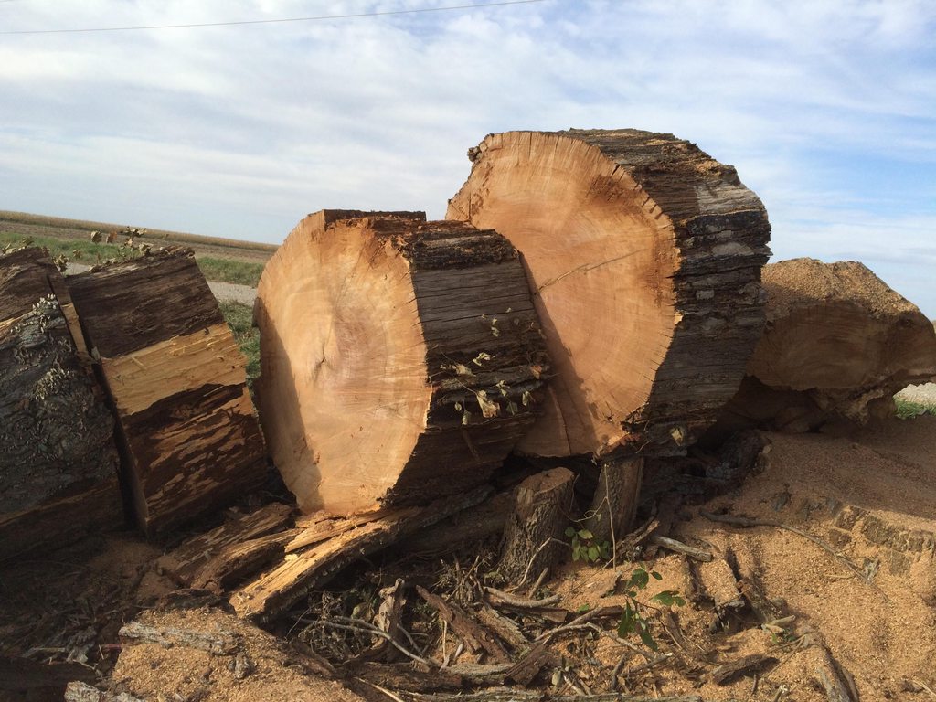 [Hearth.com] Big Stumps