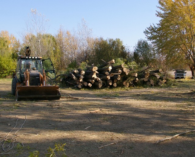[Hearth.com] So... I cut some willow....