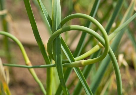 garlic_scapes.jpg