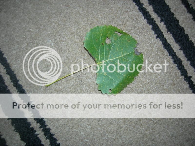 Oak ??...leaf pic added