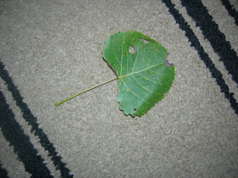 Oak ??...leaf pic added