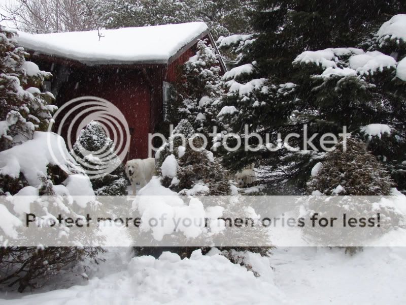 [Hearth.com] Cold Snowy Pics