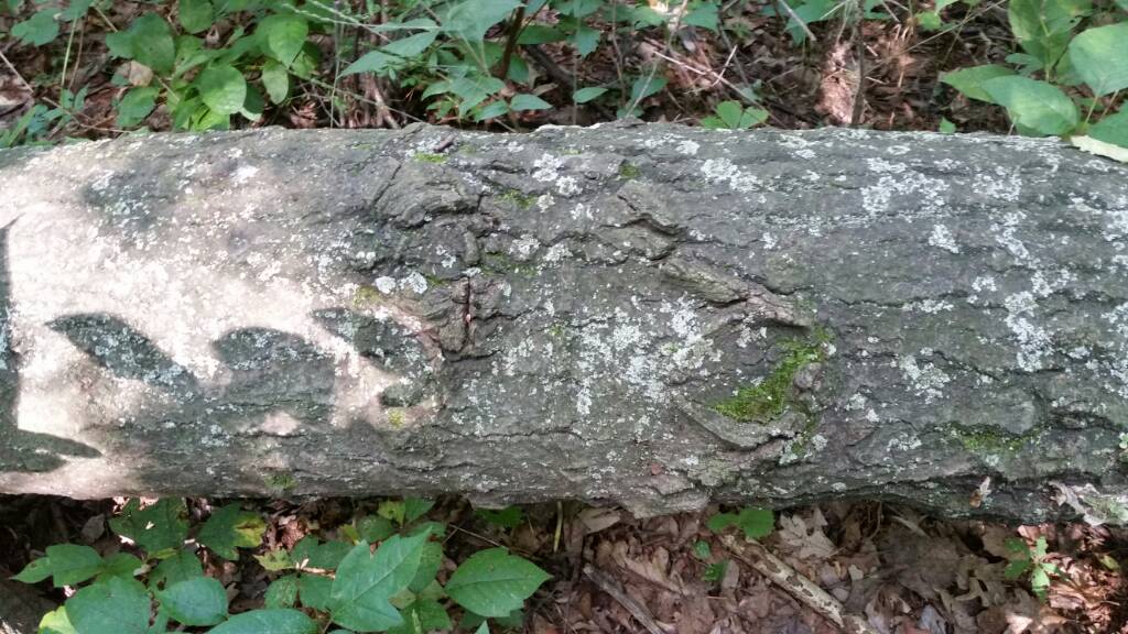 [Hearth.com] What type of tree is this?