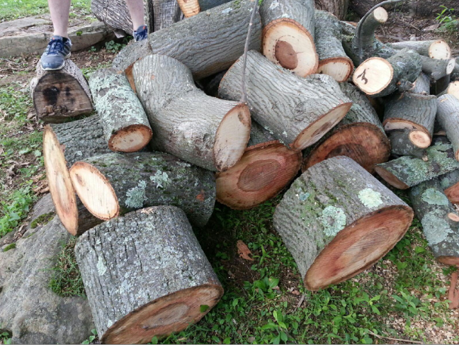 [Hearth.com] Wood ID