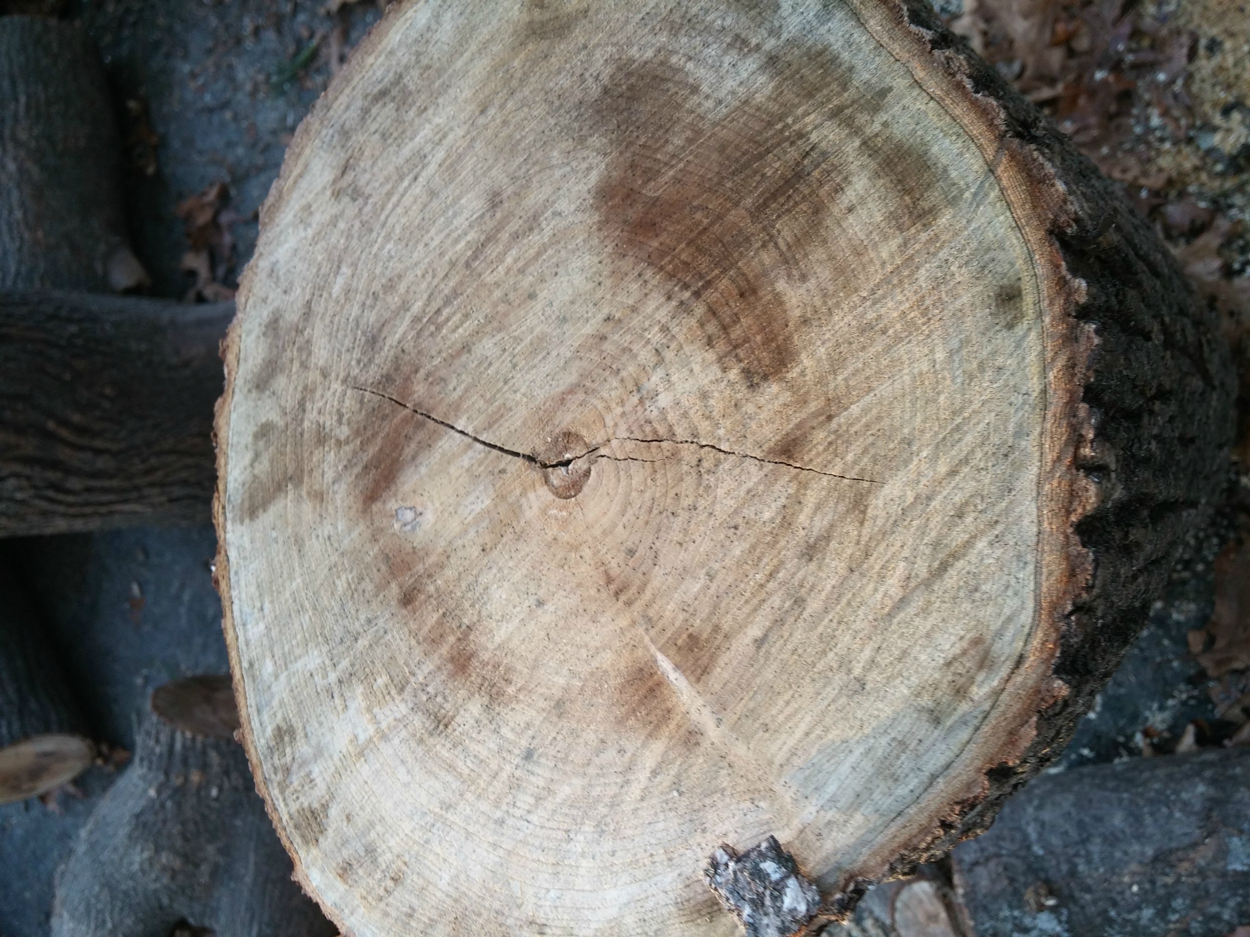 Wood ID