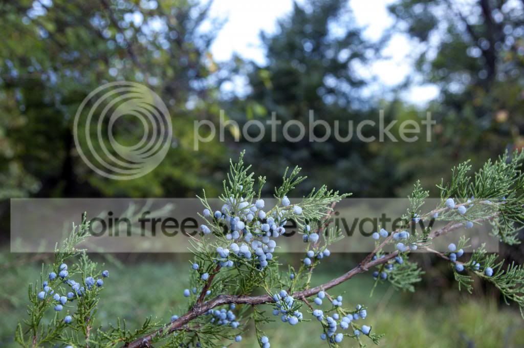 [Hearth.com] Uses for Cedar?