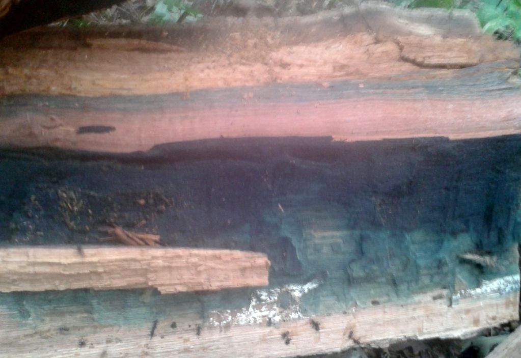 [Hearth.com] Red Oak, Blue Fungus?