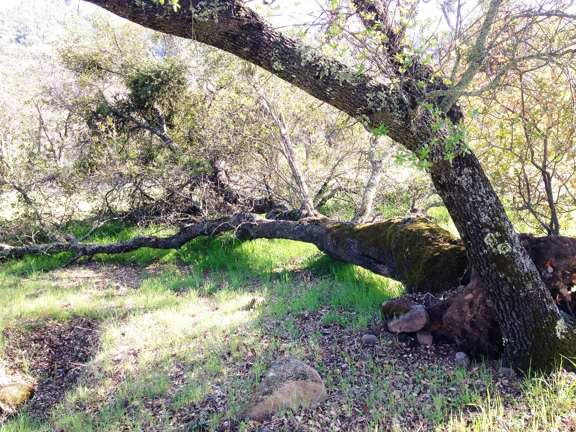 [Hearth.com] Help identifying an oak variety.