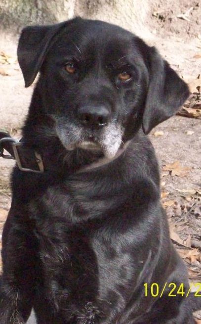 [Hearth.com] Dog pics. Overdone I know but I love dogs, especially Rottweilers. Letâ€™s see â€™em