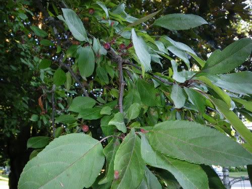 [Hearth.com] Northern Hackberry, Dwarf Hackberry or Other?