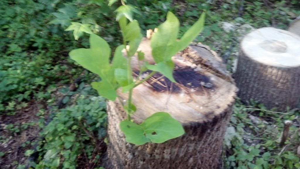 tulip poplar