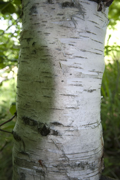 [Hearth.com] FREE wood - Do you know what it is???