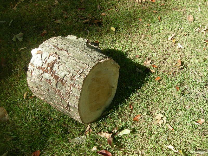 [Hearth.com] Dead standing Elm...Update:{)