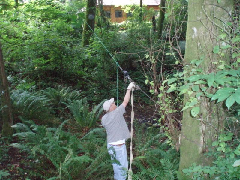 so I had this old alder tree...