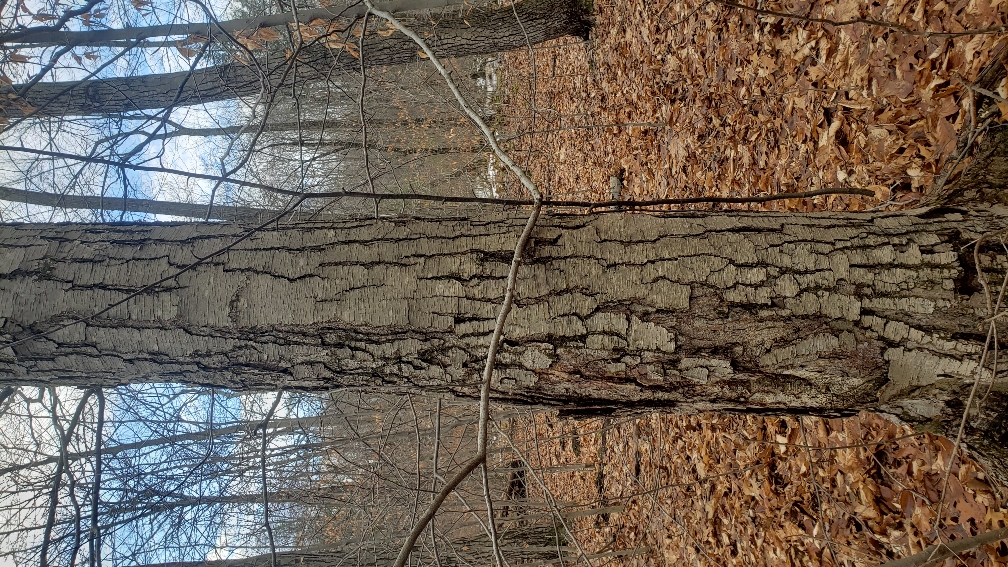 [Hearth.com] Type of wood