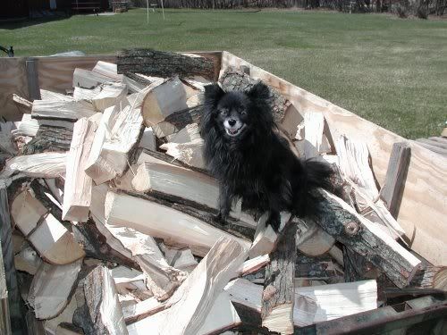 [Hearth.com] pet picture thread