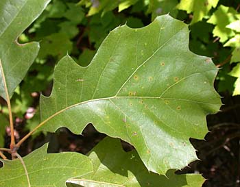 [Hearth.com] Tree ID