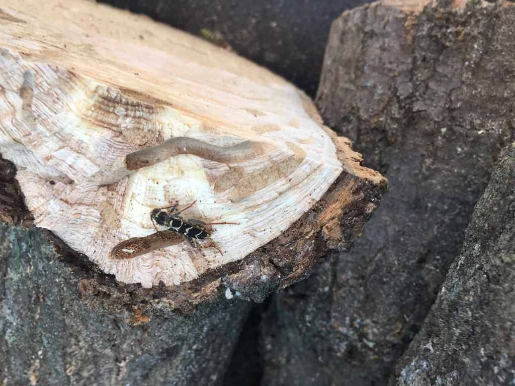 [Hearth.com] What pest did I drag home?