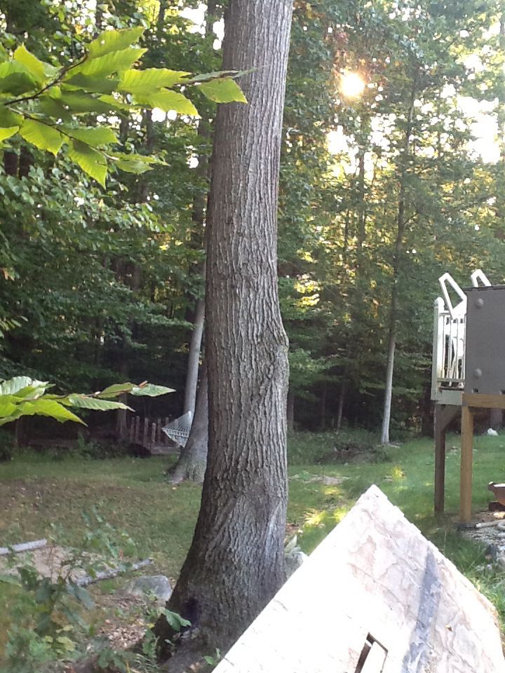 [Hearth.com] Large Oak I need help felling - pics inside