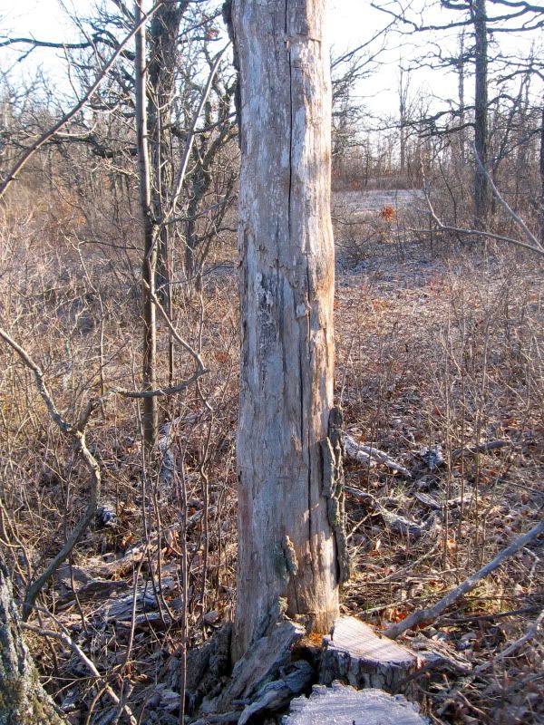 [Hearth.com] Question re: seasoning dead standing bur oak