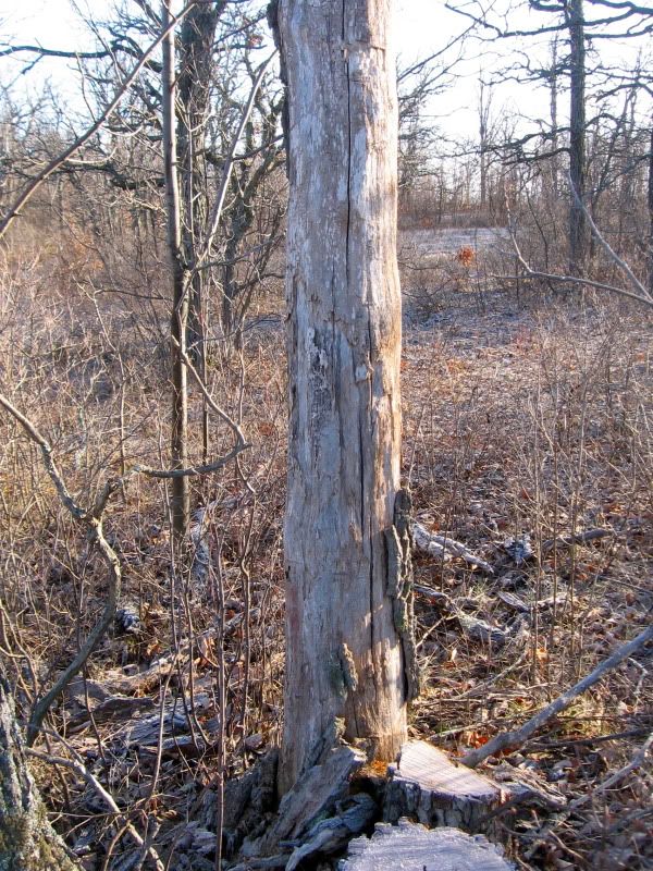 Question re: seasoning dead standing bur oak