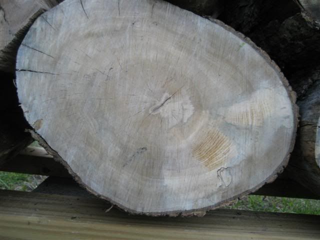 [Hearth.com] Intheswamp's wood "getting"....it's getting too hot to get wood!!!