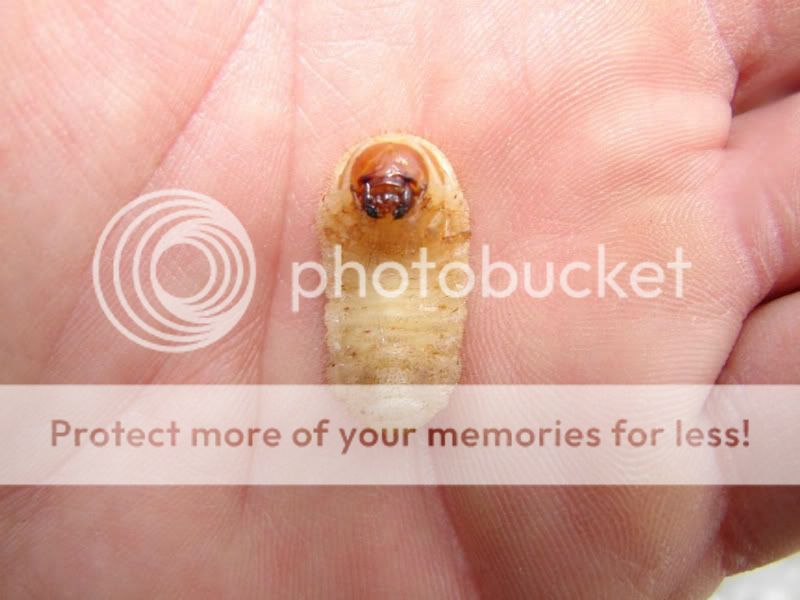 [Hearth.com] Who are these little guys.....?